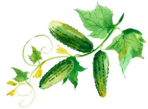 Watercolor cucumbers Stock Illustration