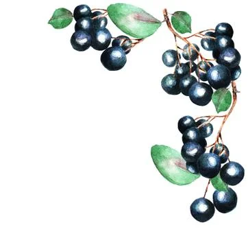 Watercolor currant, frame Stock Illustration