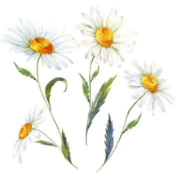 Watercolor daisy set Stock Illustration