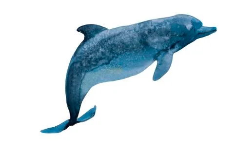 Watercolor deep blue dolphin with spots salty texture. Original hand paint il Stock Illustration