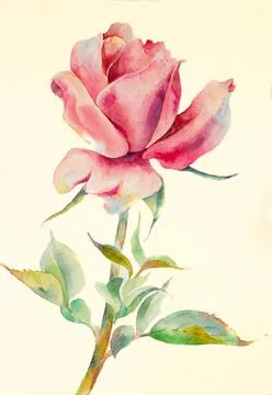 Watercolor delicate rose Stock Illustration