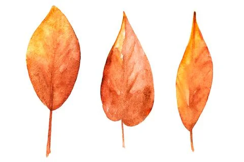 Watercolor drawing of autumn leaves isolated on the white background. Hand pa Stock Illustration