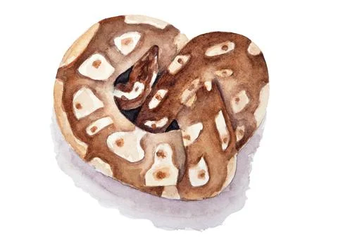 Watercolor drawing of ball python isolated on the white background. Hand pain Stock-Illustration