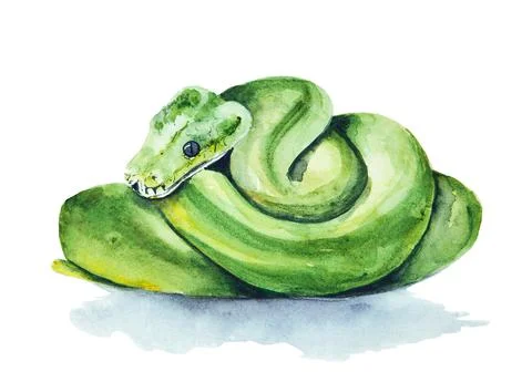 Watercolor drawing of green python isolated on the white background. Hand pai Illustrazione stock
