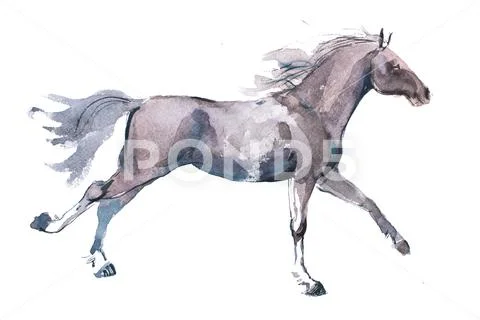 Watercolor drawing of jogging horse, young mustang doing dogtrot aquarelle Stock Illustration