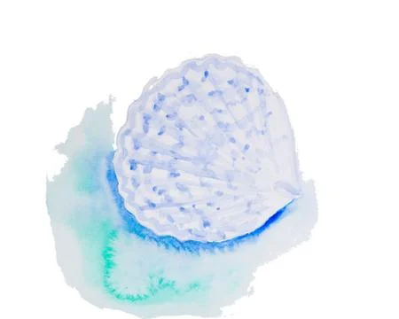 Watercolor drawing of a seashell Illustrazione stock