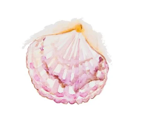 Watercolor drawing of a seashell Stock Illustration