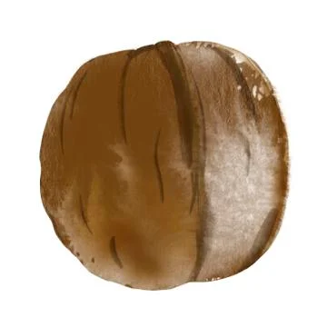 Watercolor drawing of walnut in shell isolated on white Stock Illustration
