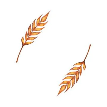 Watercolor ears of wheat frame border illustration isolated on white background イラスト素材