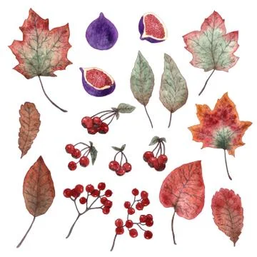 Watercolor elements of leaves and fruit. Stock Illustration