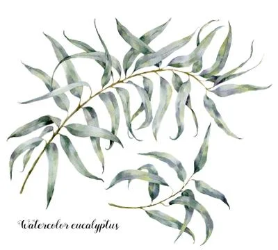 Watercolor eucalyptus. Hand painted set of branches with leaves isolated on Stock Illustration