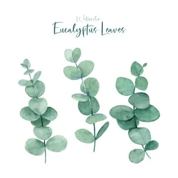 Watercolor eucalyptus leaves collections Stock Illustration