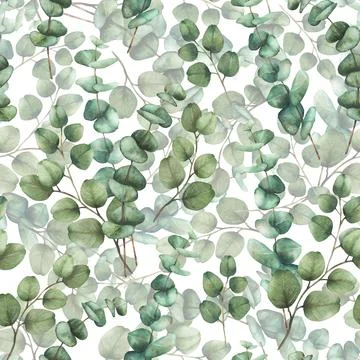 Watercolor Eucalyptus plant seamless pattern. Greenery. Tree Branches with round Stock Illustration