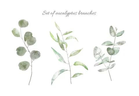 Watercolor Eucalyptus set Stock Illustration