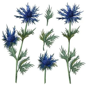Watercolor feverweed, thistle, blue thorn set. Hand drawn herbal clip arto... Stock Photos
