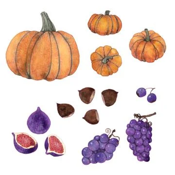 Watercolor fruit and vegetable elements. Pumpkin, figs, chestnuts, grapes... 스톡 일러스트