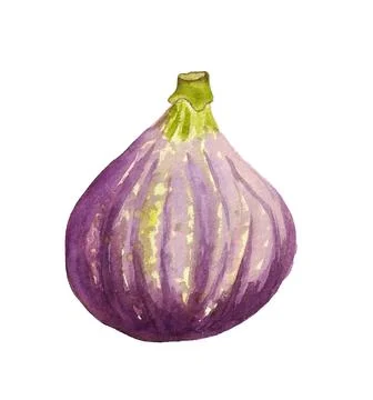 Watercolor fruit of fig Stock Illustration
