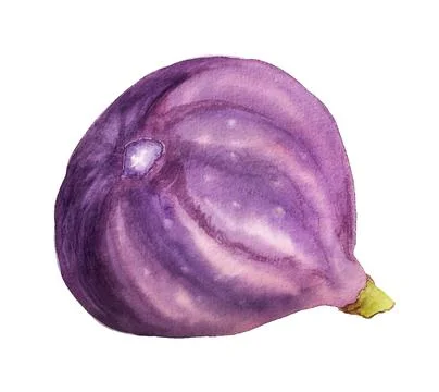 Watercolor fruit of fig Stock Illustration