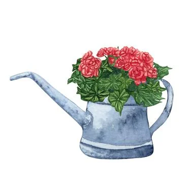 Watercolor garden illustration with red begonia in the old watering can, pott Stock Illustration