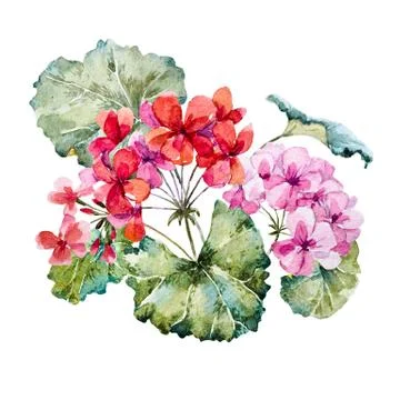 Watercolor geranium composition Stock Illustration