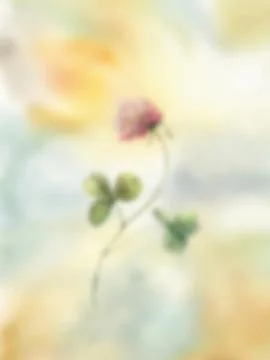 Watercolor gradient clover composition. Hand painted summer flower isolated on Stock Illustration