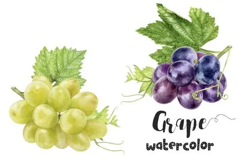 Watercolor of green grapes with detailed leaf, showcasing botanical handpainted Stock Illustration