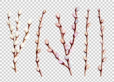 Watercolor hand drawn easter willow pussy branches set Stock Illustration