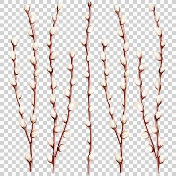 Watercolor hand drawn easter willow pussy branches set Stock Illustration