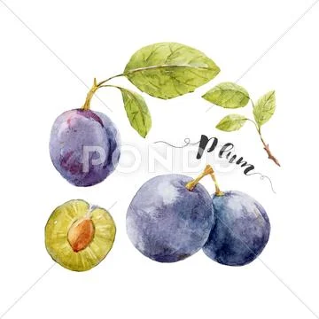 Watercolor hand drawn plum Stock Illustration