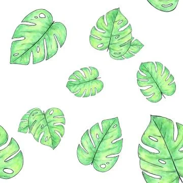 Watercolor hand drawn seamless pattern with monstera leaves isolated on white Stock Illustration