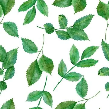 Watercolor hand drawn seamless pattern with green leaves natural leaf greenery Stock Illustration
