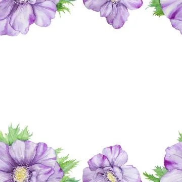 Watercolor hand drawn seamless pattern of purple anemones with green leaves i Stock Illustration