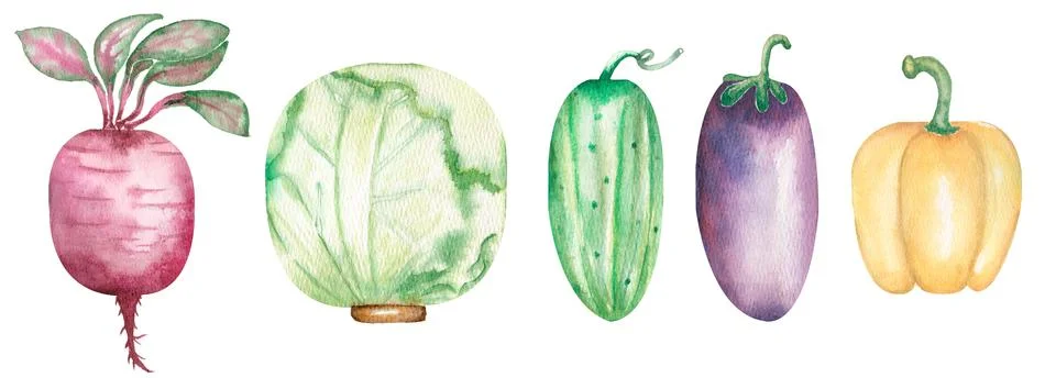 Watercolor hand drawn Vegetables set, cabbage, eggplant, cucumber, beetroot Stock Illustration