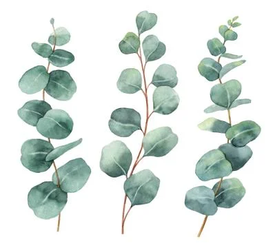 Watercolor hand painted vector set with eucalyptus leaves and branches. Stock Illustration