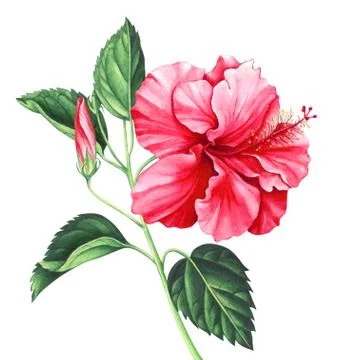 Watercolor hibiscus with leaves and bud isolated on white background. Stock Illustration