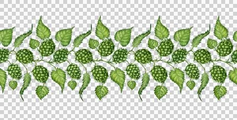 Watercolor horizontal hops pattern Stock Illustration