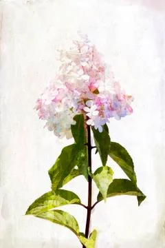 Watercolor hydrangea Foto stock
