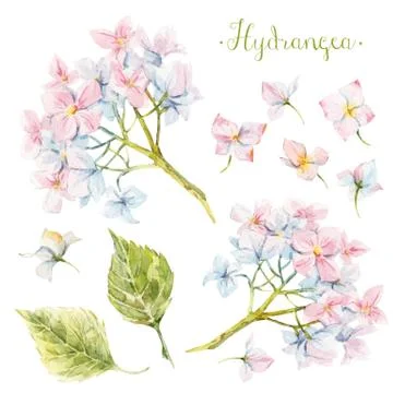 Watercolor hydrangea set Stock Illustration