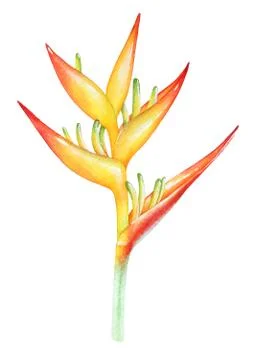 Watercolor illustration of heliconia flower Stock Illustration