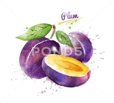 Watercolor illustration of plum Stock Illustration