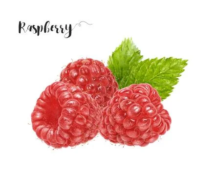 Watercolor illustration of raspberry close up. Design template for packaging Stock Illustration