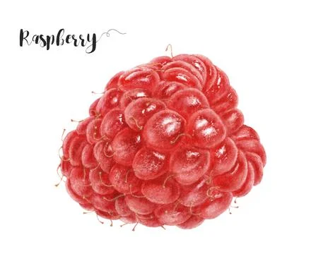 Watercolor illustration of raspberry close up. Design template for packaging Stock Illustration