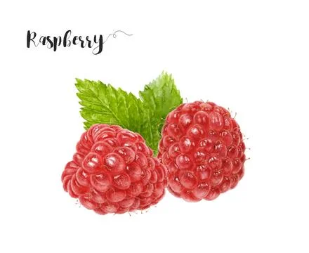 Watercolor illustration of raspberry close up. Design template for packaging Stock Illustration