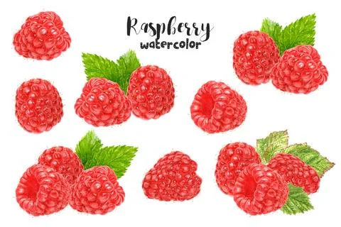 Watercolor illustration of raspberry close up. Design template for packaging Stock Illustration