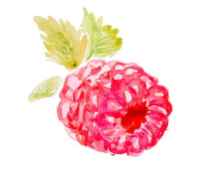 Watercolor illustration of a raspberry Stock Illustration
