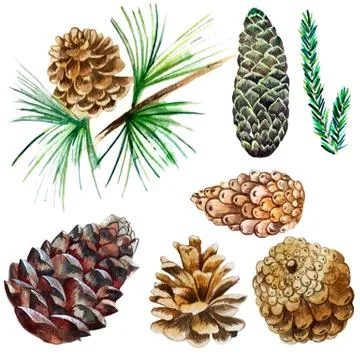 Watercolor illustration set of cones.objects Stock Illustration