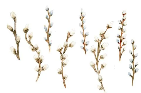 Watercolor illustration set of willow elements. Hand-drawn blooming flowers.. Stock-Illustration