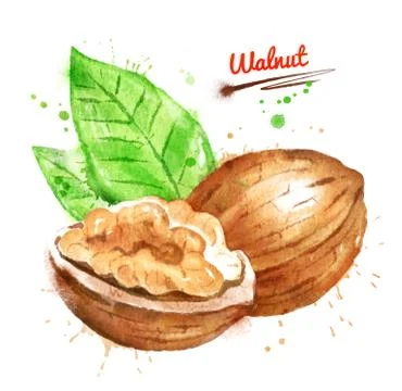 Watercolor illustration of walnut Stock Illustration