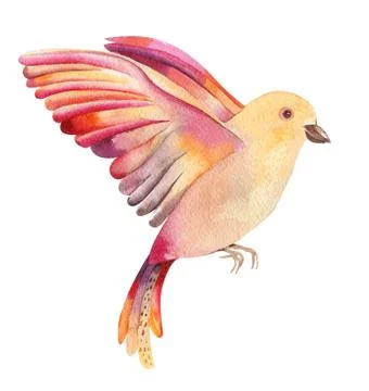 Watercolor illustration of a yellow bird flying, isolated on whi Stock Illustration