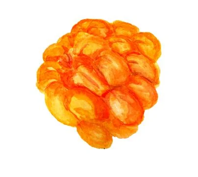 Watercolor image of cloudbery Stock Illustration